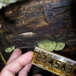 photo of Integrated Science students measuring fungi